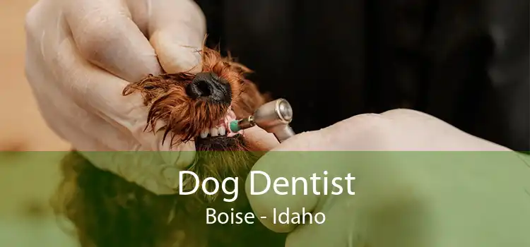 Dog Dentist Boise - Idaho