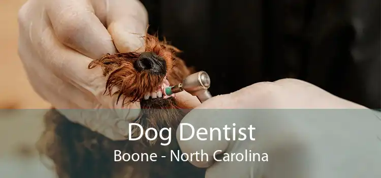 Dog Dentist Boone - North Carolina