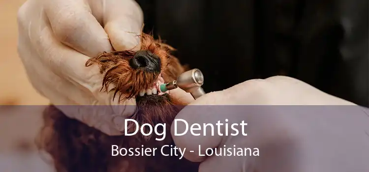 Dog Dentist Bossier City - Louisiana