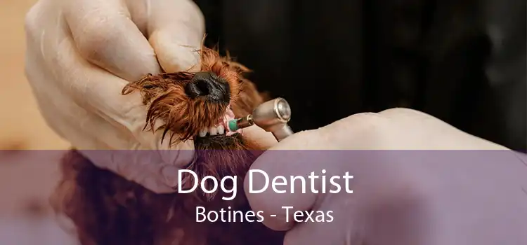 Dog Dentist Botines - Texas