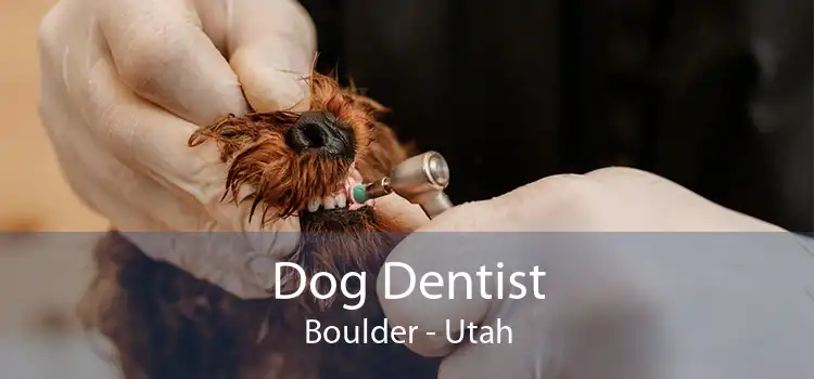 Dog Dentist Boulder - Utah