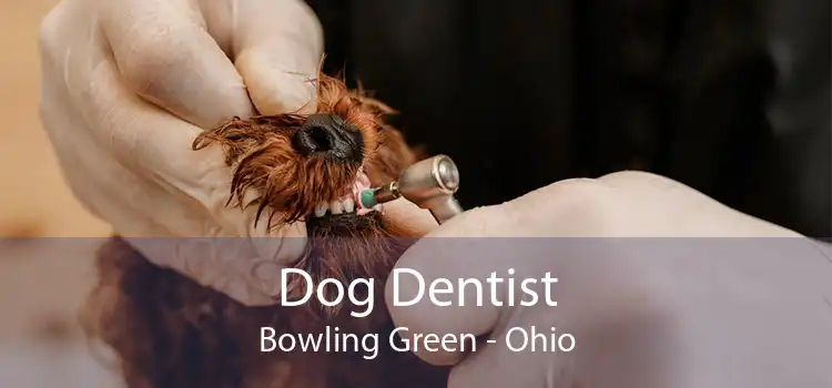 Dog Dentist Bowling Green - Ohio