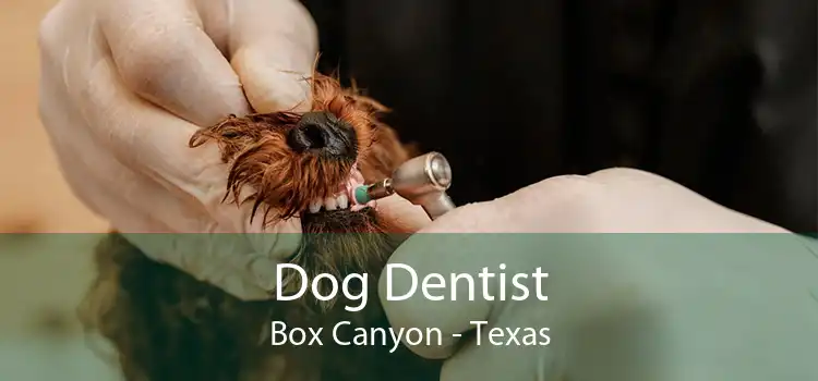 Dog Dentist Box Canyon - Texas