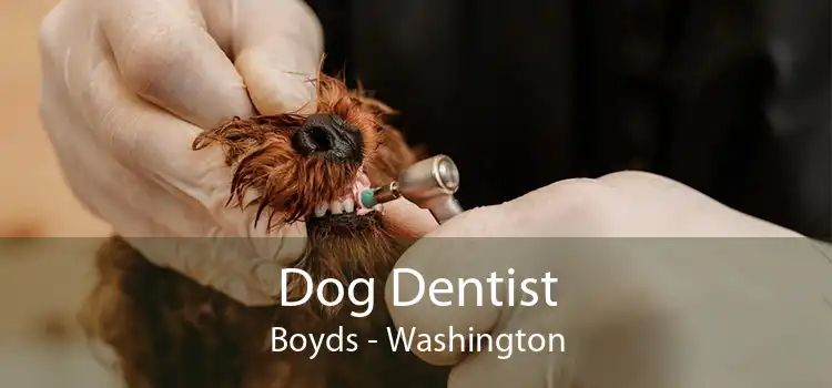 Dog Dentist Boyds - Washington