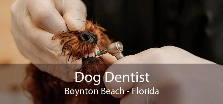 Dog Dentist Boynton Beach - Florida