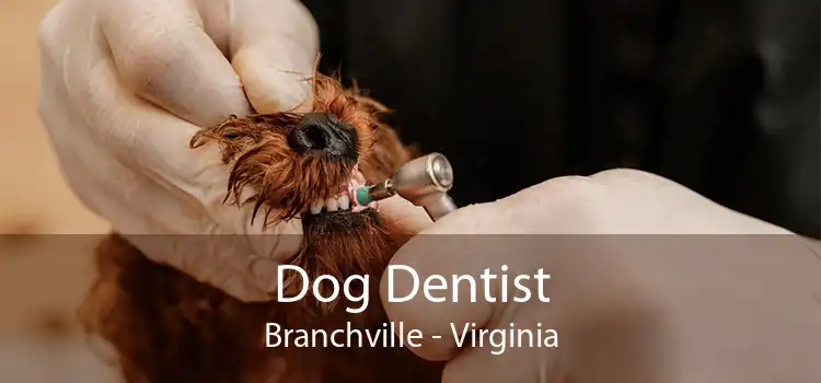 Dog Dentist Branchville - Virginia