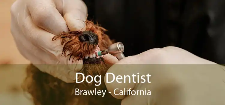 Dog Dentist Brawley - California