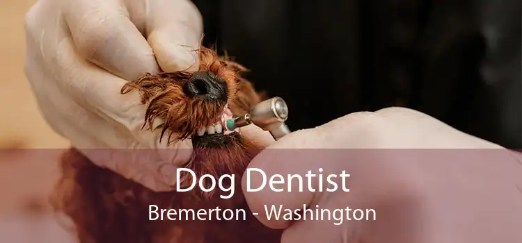 Dog Dentist Bremerton - Washington