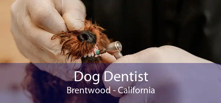 Dog Dentist Brentwood - California