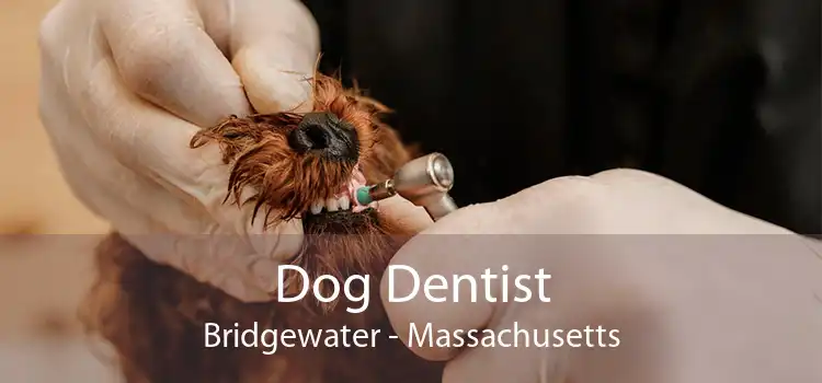 Dog Dentist Bridgewater - Massachusetts