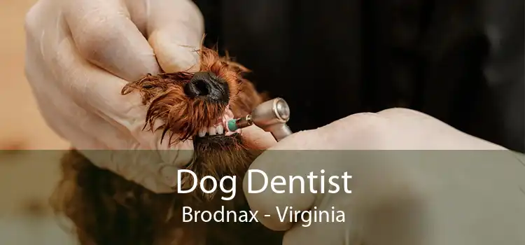 Dog Dentist Brodnax - Virginia