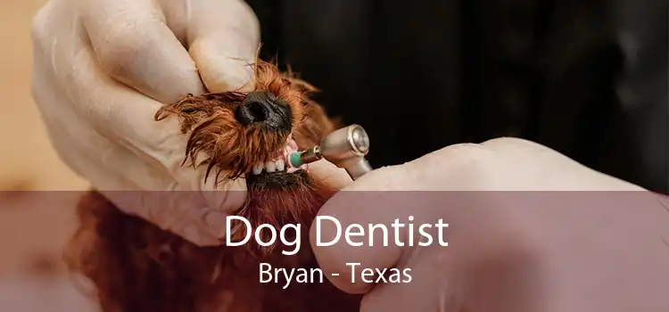 Dog Dentist Bryan - Texas