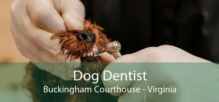 Dog Dentist Buckingham Courthouse - Virginia