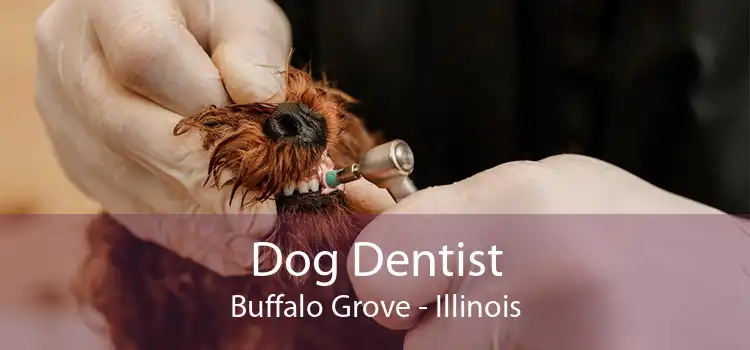 Dog Dentist Buffalo Grove - Illinois