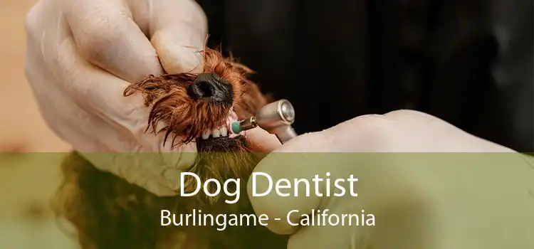Dog Dentist Burlingame - California
