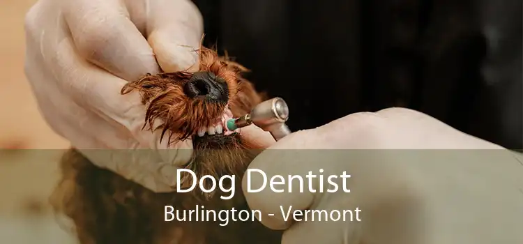 Dog Dentist Burlington - Vermont