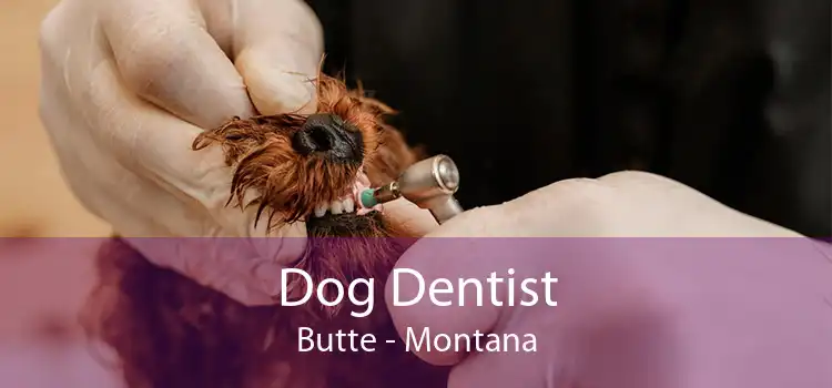 Dog Dentist Butte - Montana