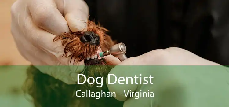 Dog Dentist Callaghan - Virginia