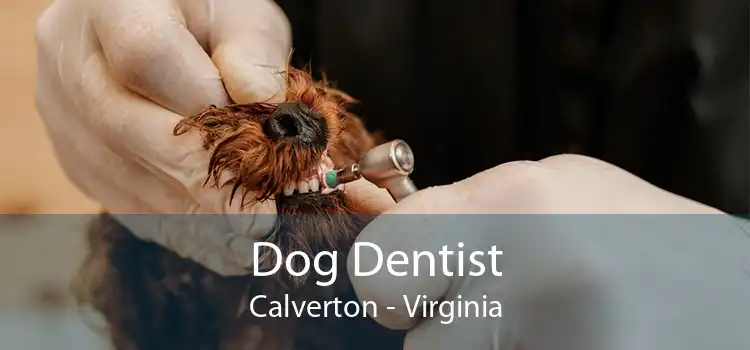 Dog Dentist Calverton - Virginia