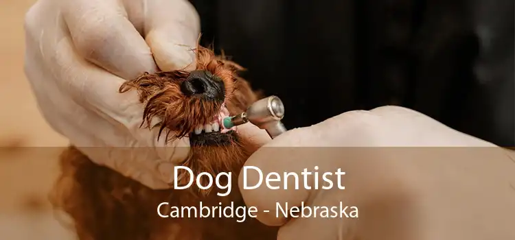 Dog Dentist Cambridge - Nebraska