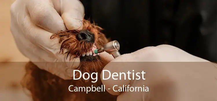 Dog Dentist Campbell - California