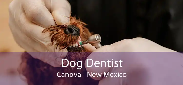 Dog Dentist Canova - New Mexico