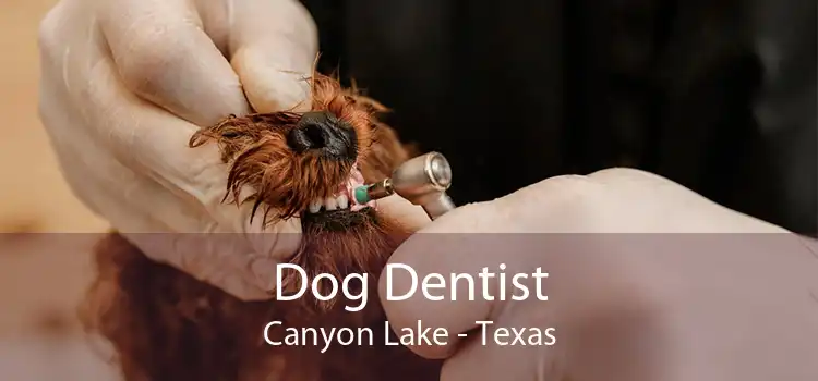 Dog Dentist Canyon Lake - Texas