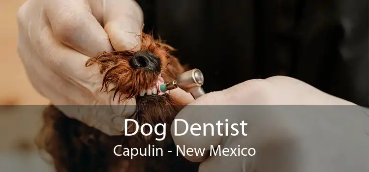 Dog Dentist Capulin - New Mexico