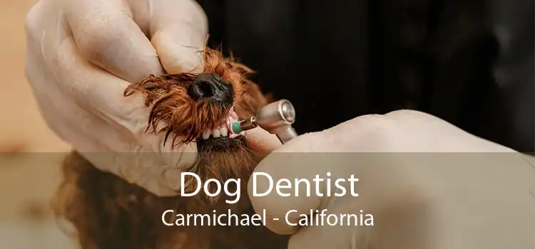 Dog Dentist Carmichael - California