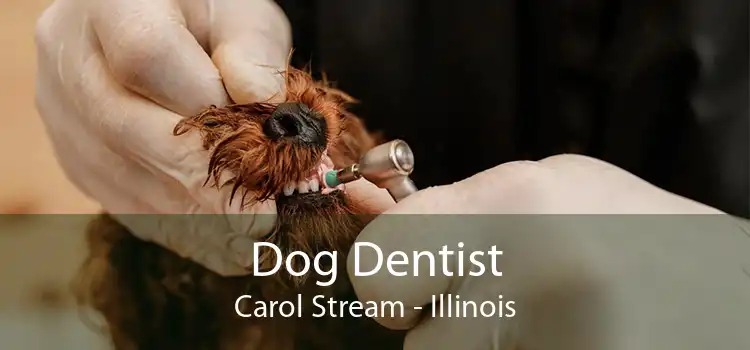 Dog Dentist Carol Stream - Illinois