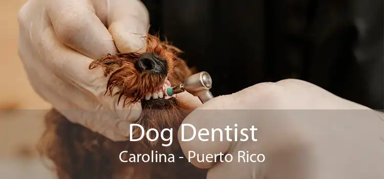 Dog Dentist Carolina - Puerto Rico