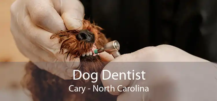 Dog Dentist Cary - North Carolina