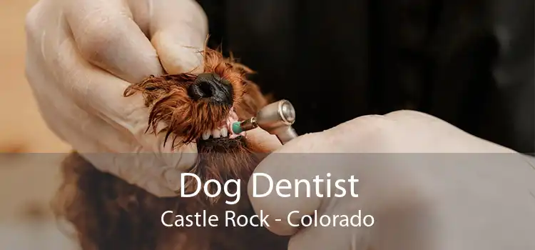 Dog Dentist Castle Rock - Colorado