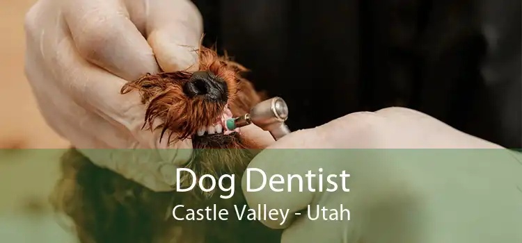 Dog Dentist Castle Valley - Utah