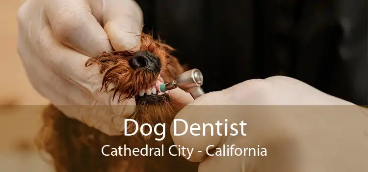 Dog Dentist Cathedral City - California