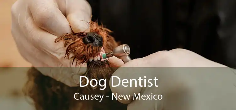 Dog Dentist Causey - New Mexico