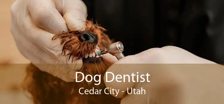 Dog Dentist Cedar City - Utah