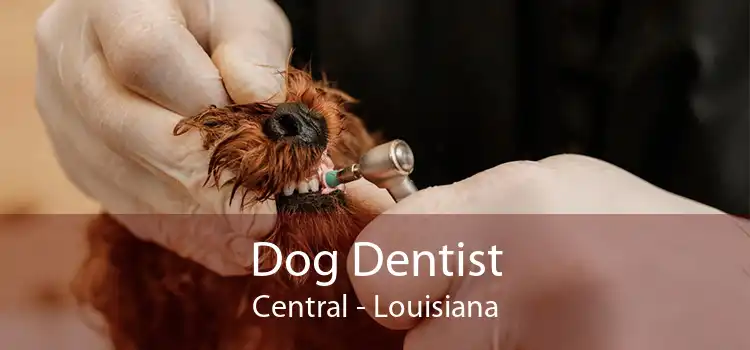 Dog Dentist Central - Louisiana