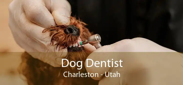 Dog Dentist Charleston - Utah