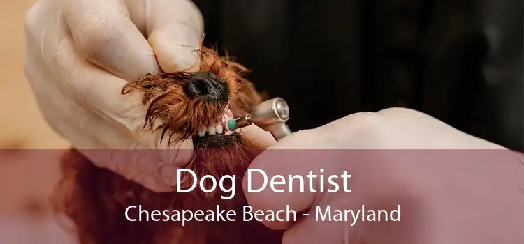 Dog Dentist Chesapeake Beach - Maryland