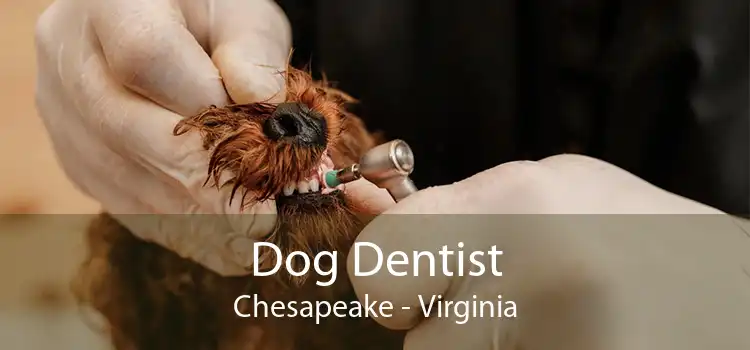 Dog Dentist Chesapeake - Virginia