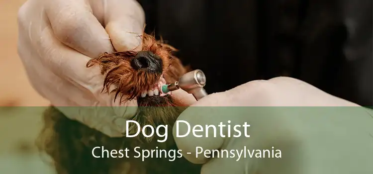 Dog Dentist Chest Springs - Pennsylvania