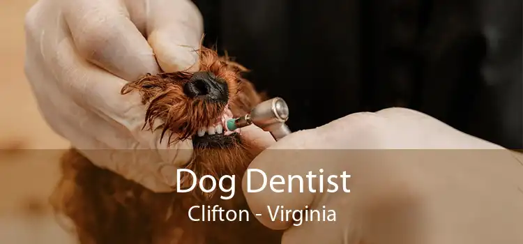 Dog Dentist Clifton - Virginia