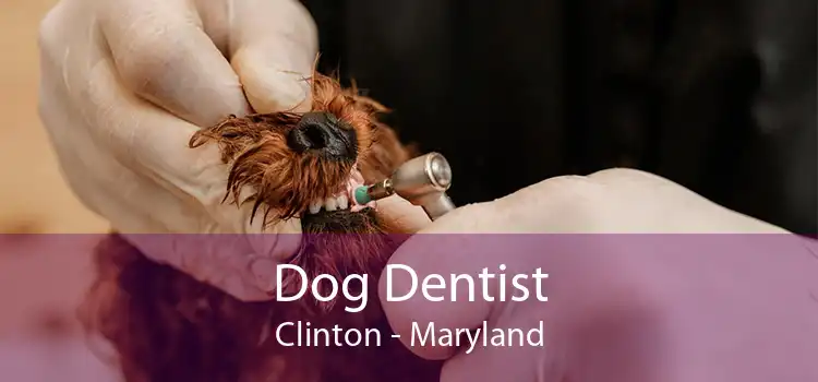 Dog Dentist Clinton - Maryland