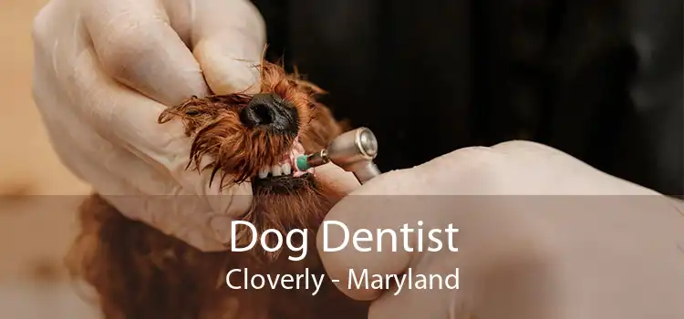 Dog Dentist Cloverly - Maryland