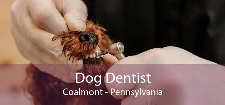 Dog Dentist Coalmont - Pennsylvania