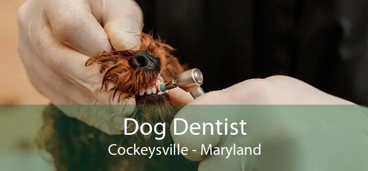 Dog Dentist Cockeysville - Maryland