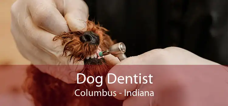 Dog Dentist Columbus - Indiana