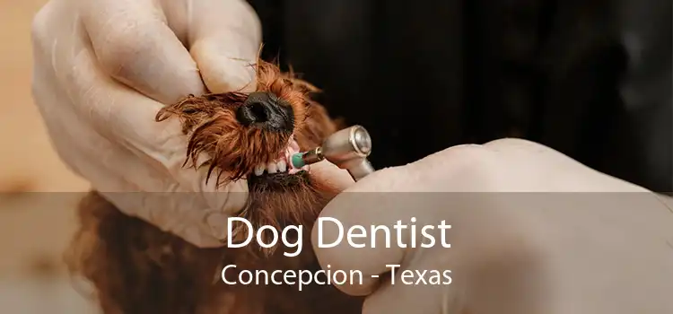 Dog Dentist Concepcion - Texas