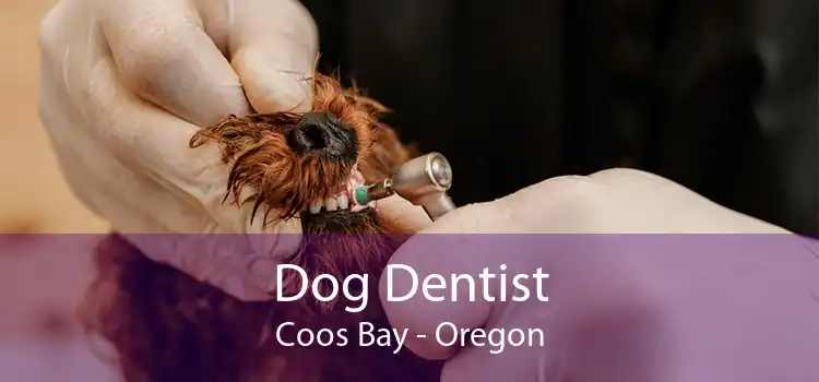 Dog Dentist Coos Bay - Oregon